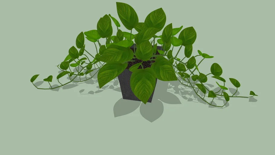Epipremnum aureum