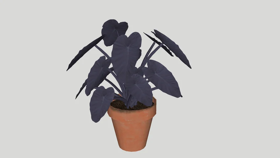 Plants