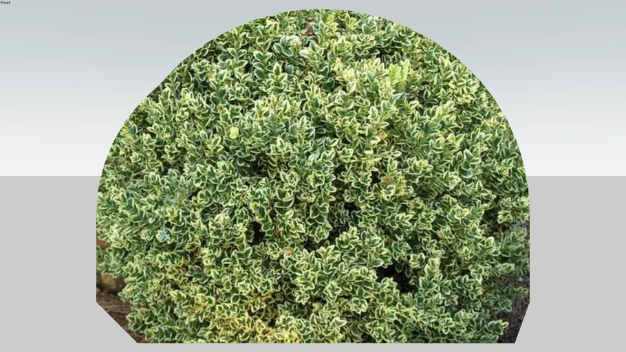 Variegated Boxwood | 3D Warehouse