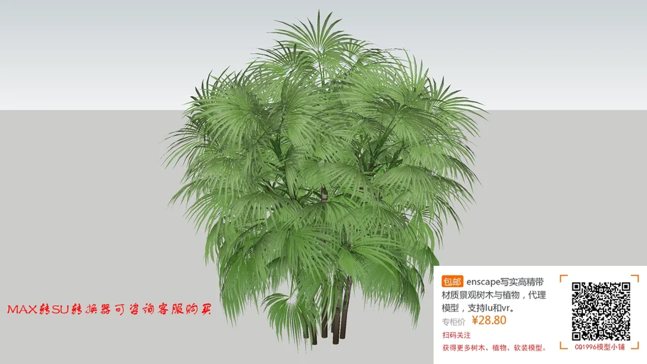 Cây cọ
