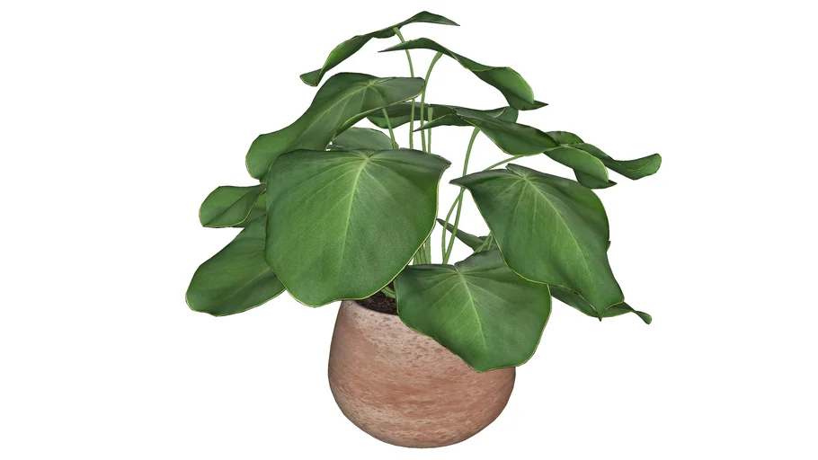 Plantinha