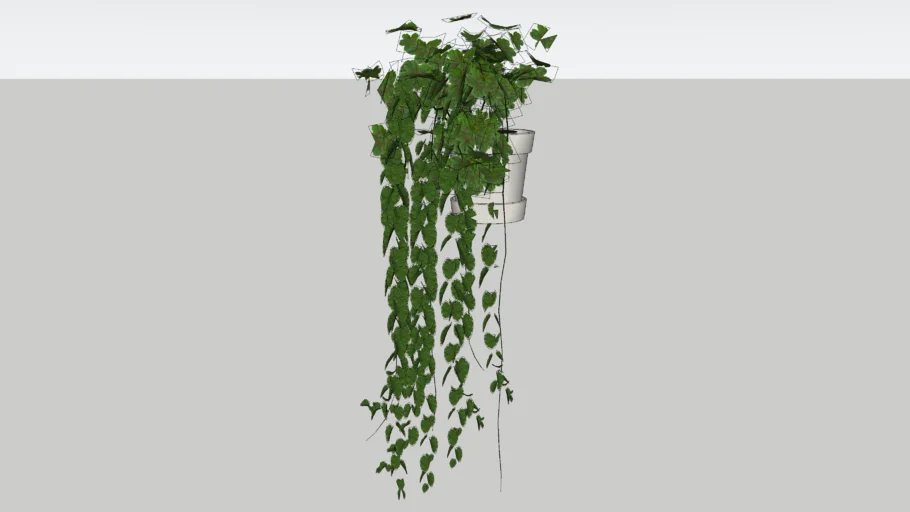 plant