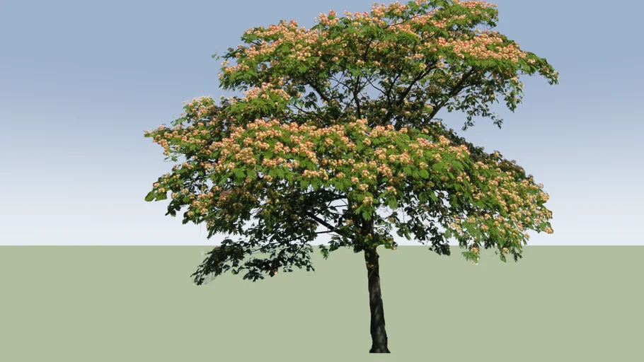 Albizzia julibrissin