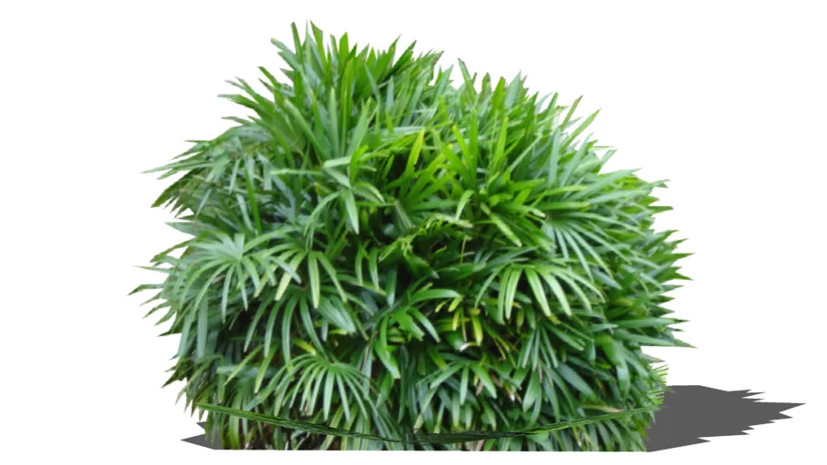 Land F/X - Shrubs - Tropical - Rhapis excelsa 02 HD - Broadleaf Lady Palm