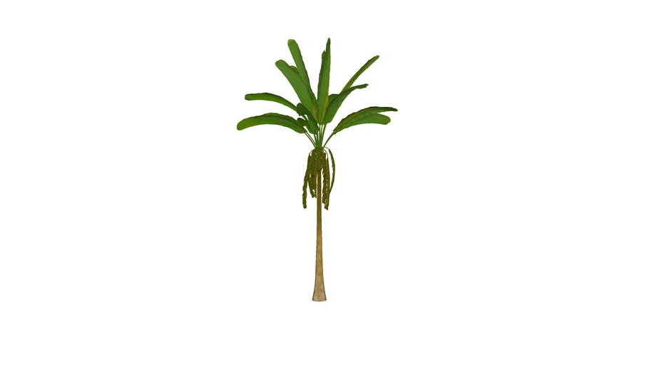 Banana Tree