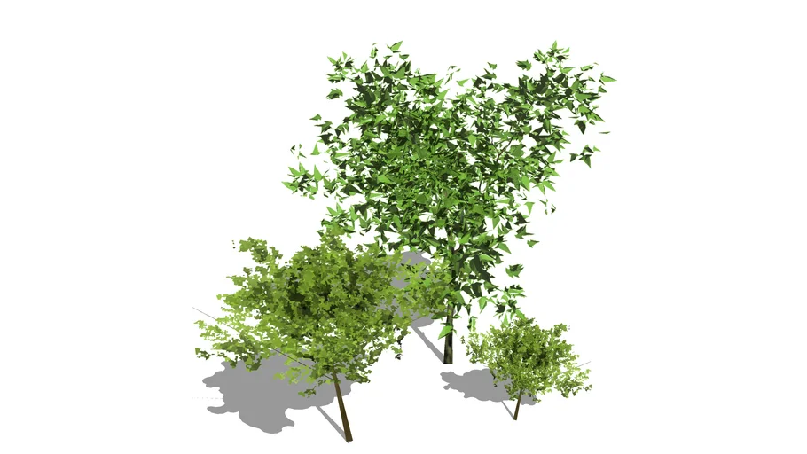 2.5d trees from Sets C & D