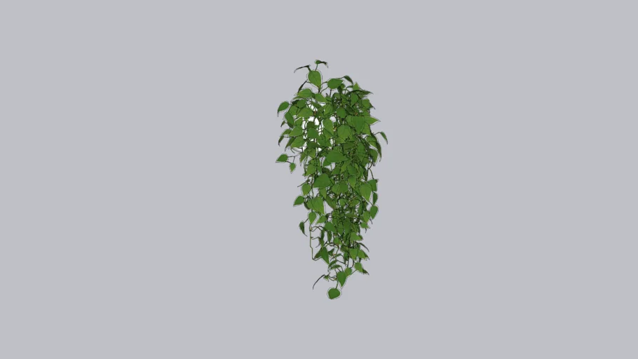 PLANTINHA CAIDA