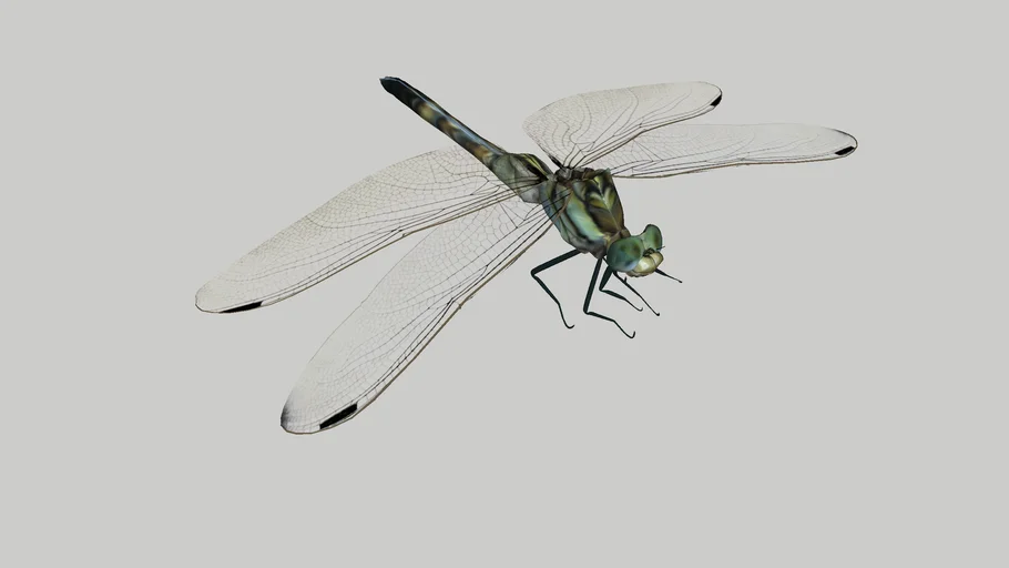 dragonfly