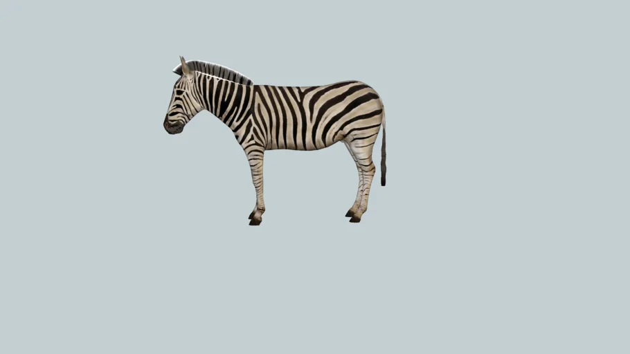 zebra