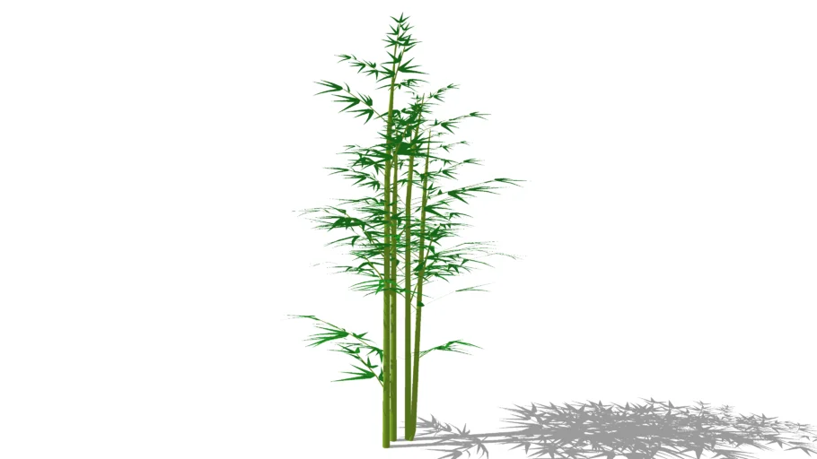 Bamboo