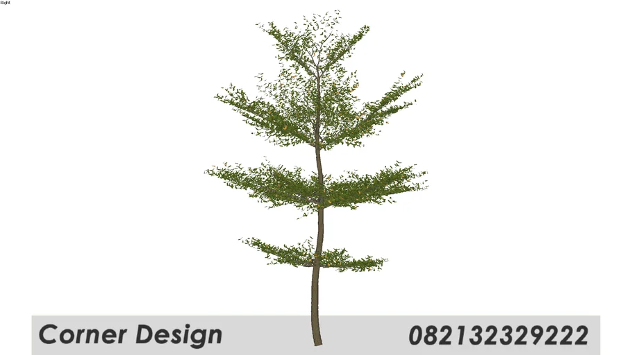 Terminalia mantaly / Ketapang 003