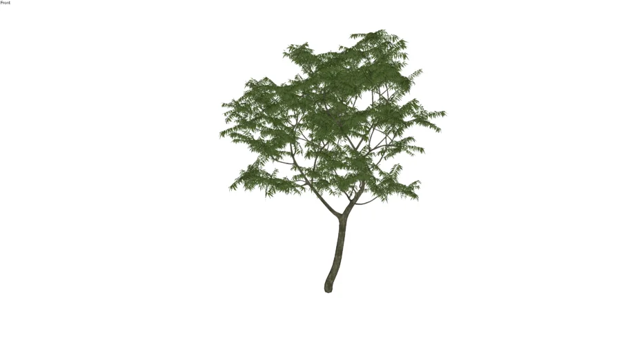 Árvore Tree