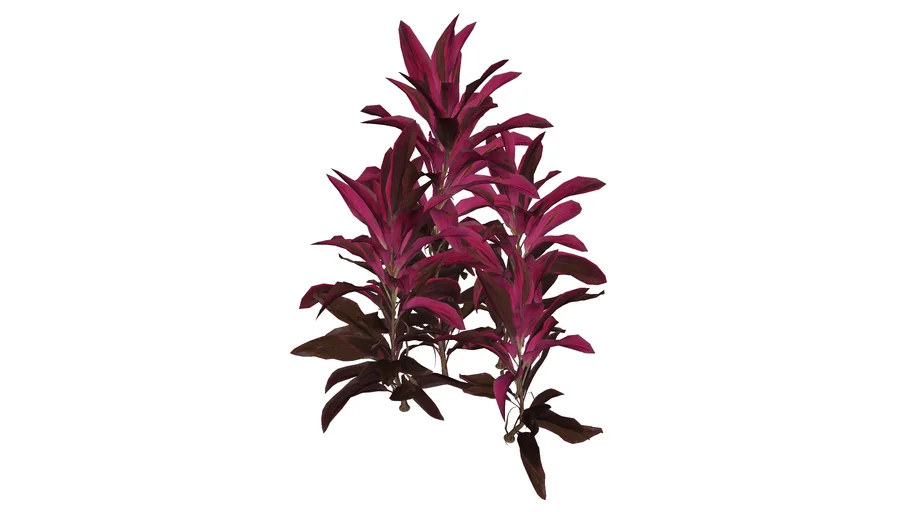 Cordyline fruticosa - Cây huyết dụ