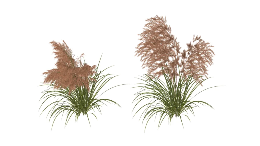 Paisagismo_Capim-dos-pampas (Cortaderia selloana)