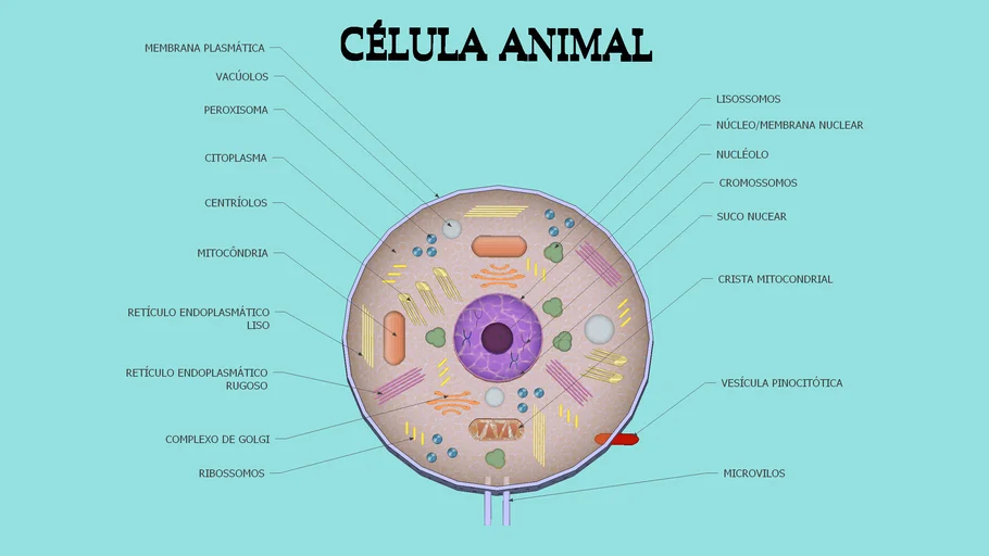 CÉLULA ANIMAL - ESTRUTURA CELULAR HUMANA