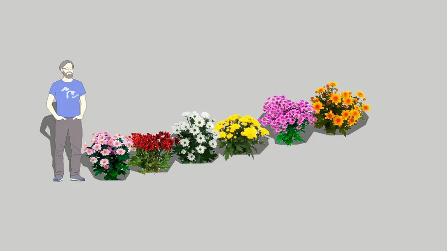Хризантема (Chrysanthemum)