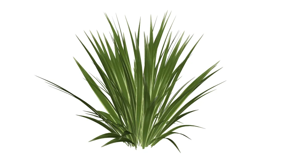 Phormium tenax variegatum