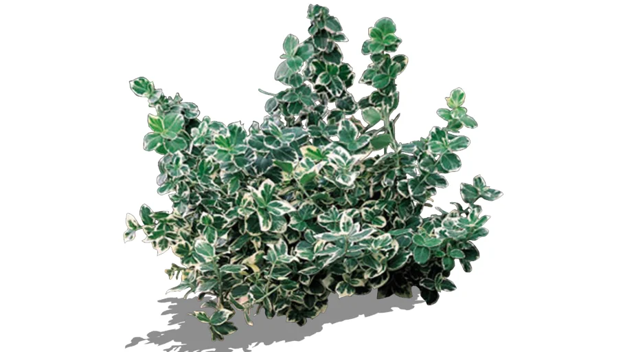 Euonymus fortunei 'Emerald Gaiety'- Wintercreeper euonymus- Trzmielina