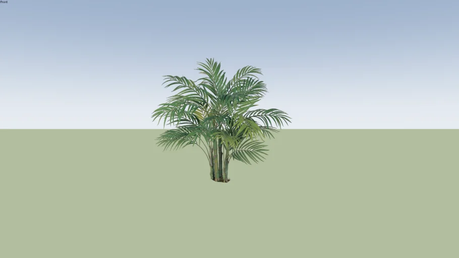 Areca