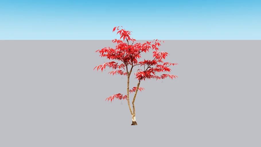 Maple | 3D Warehouse