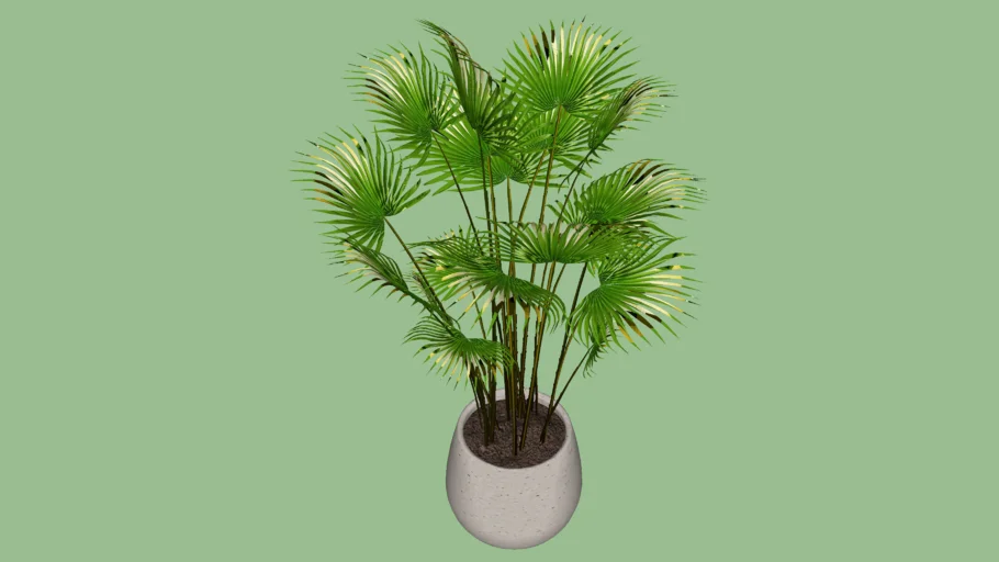 PALMA VEGETACION DECORACION