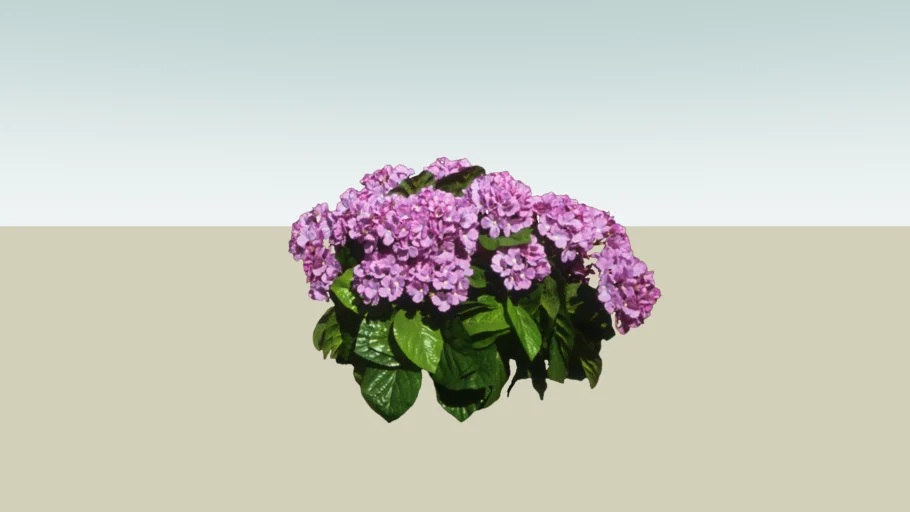 Hydrangea