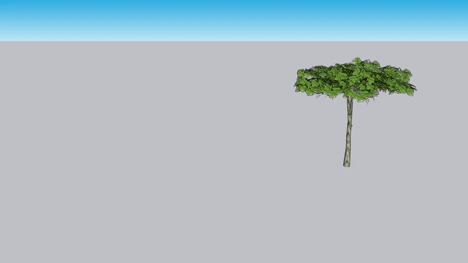 Dakplataan Tree