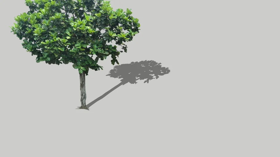 Fig Tree | 3D Warehouse