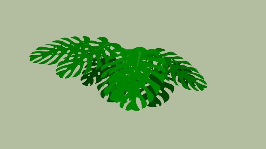 Monstera