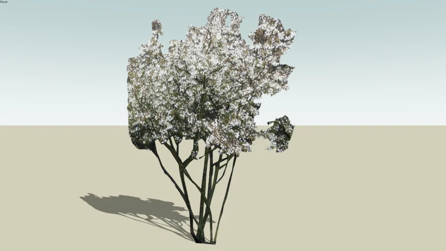 Amelanchier lamarckii