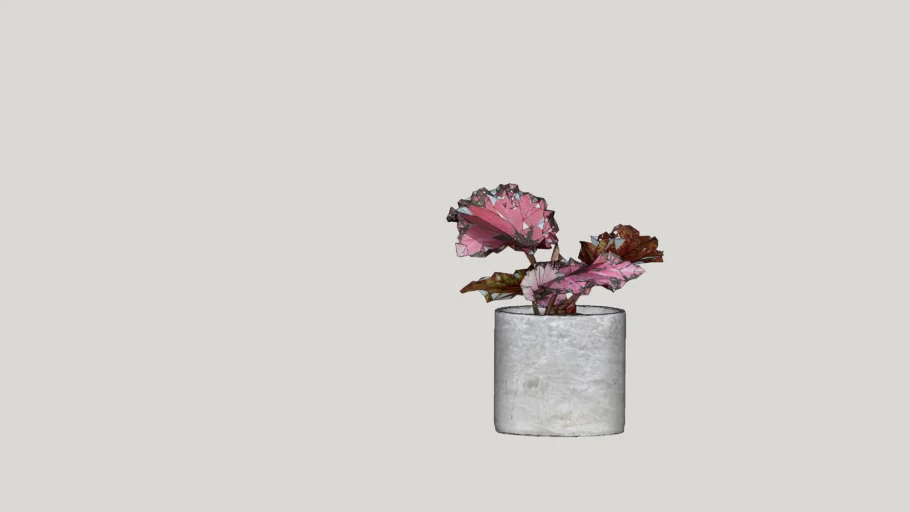 Garden Plant