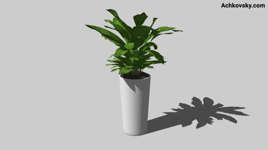 Indoor plant