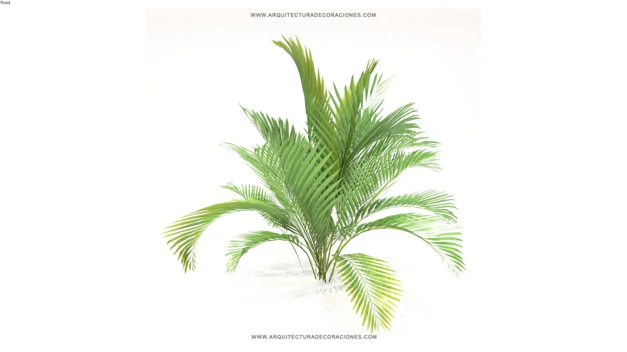 PLANTA PALMERA TIPO HELECHO