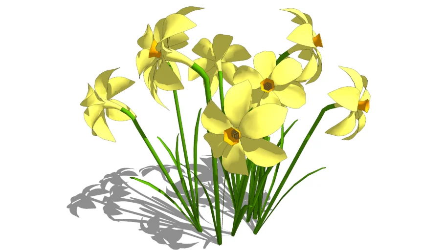 Нарциссы / Daffodils