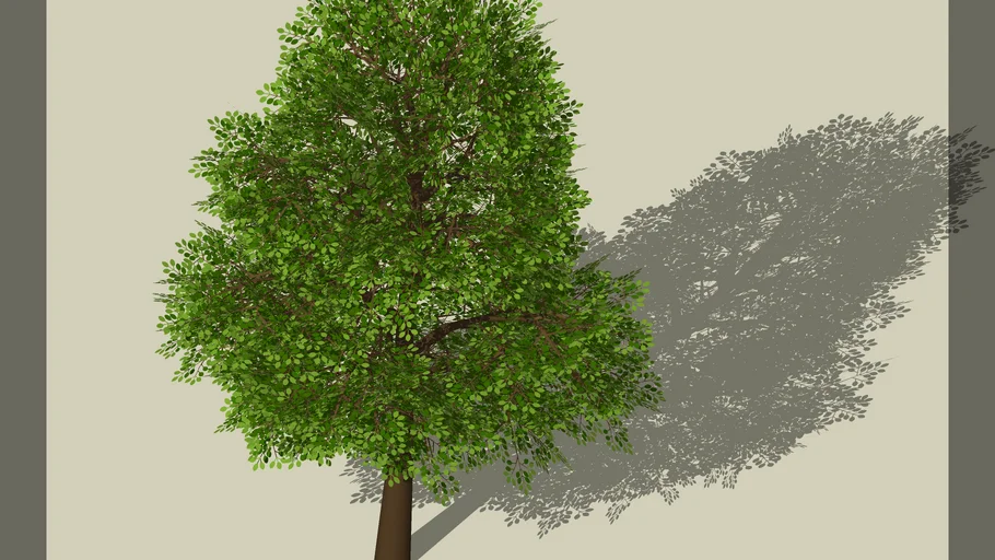 arbol pino acantilado