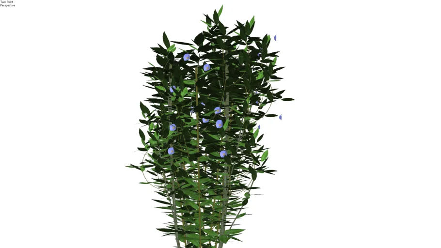 Thunbergia erecta - Tumbergia arbustiva