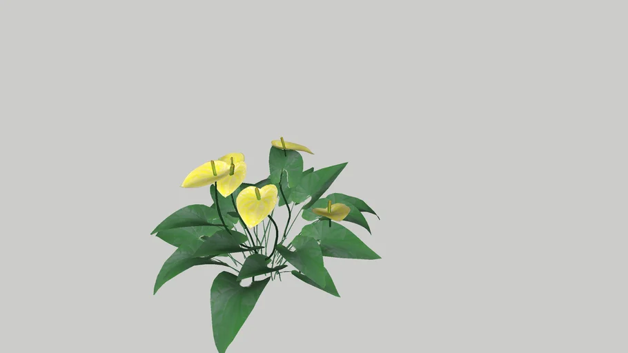 Anthurium yellow