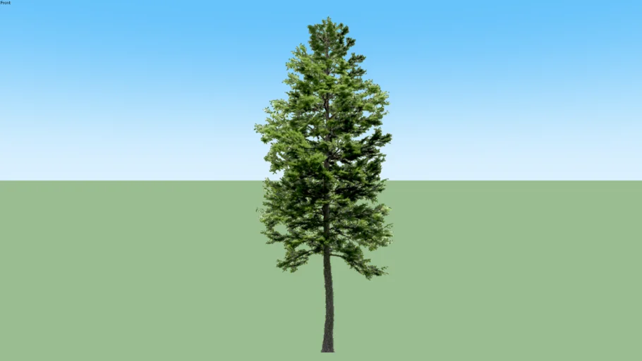 Cemara Pinus