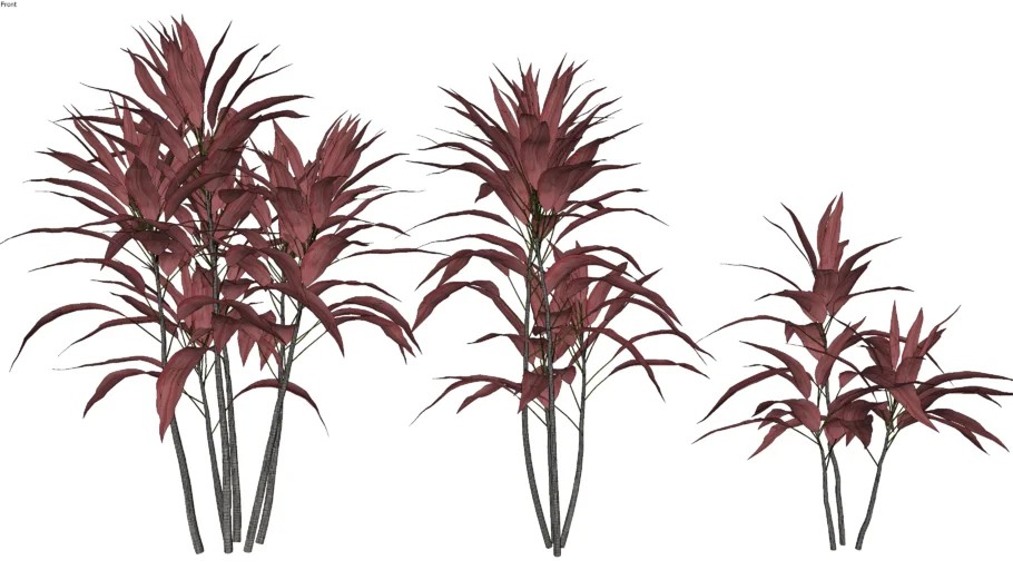 Cordyline Fruticosa