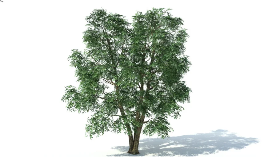 Low poly 3d tree (018)