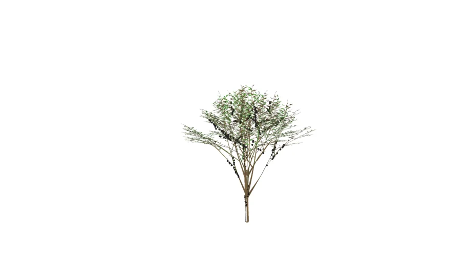 Jaboticabeira