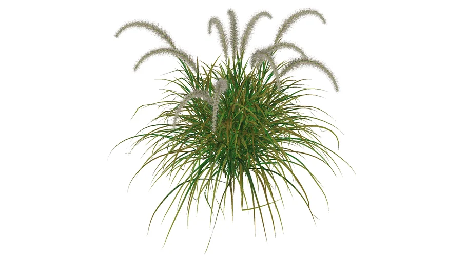 tree33