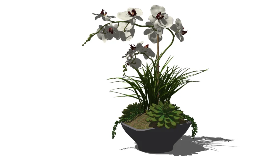 Orchid 10