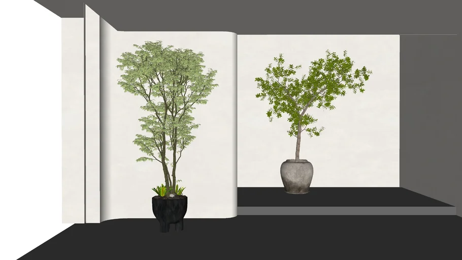 Interior Plant