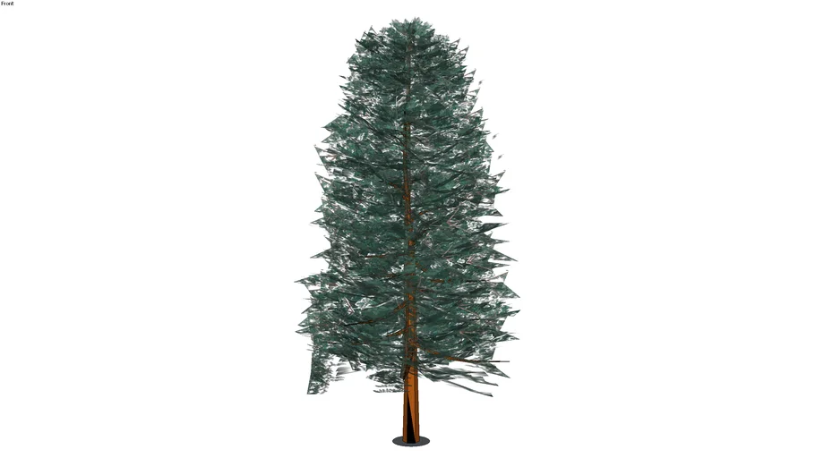 3D Thuja plicata (NW Cedar)