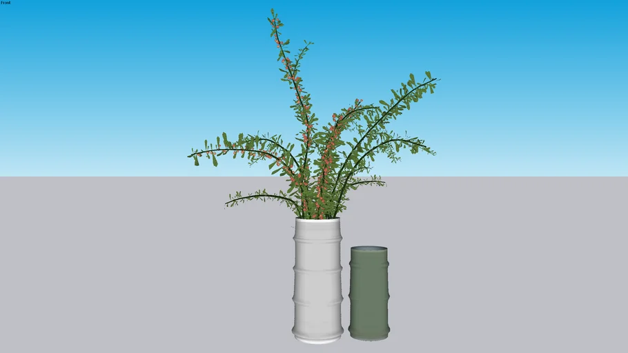 vaso planta