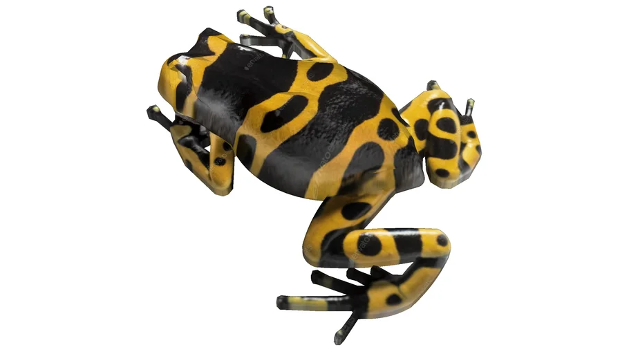 Yellow-banded poison dart frog Model by Pooh