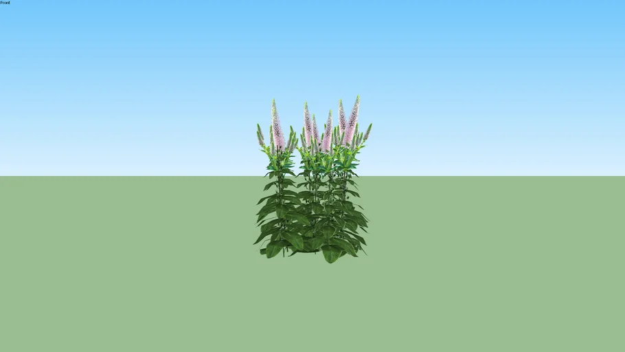 Veronica spicata 'First Choice'