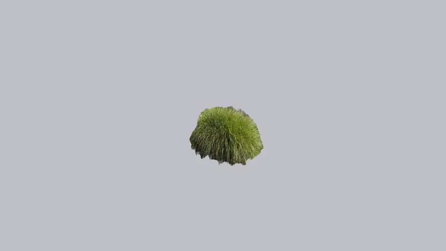 Maidenhair Grass