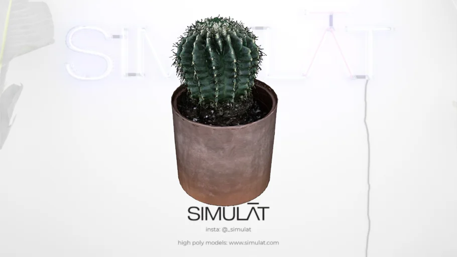 Cactus